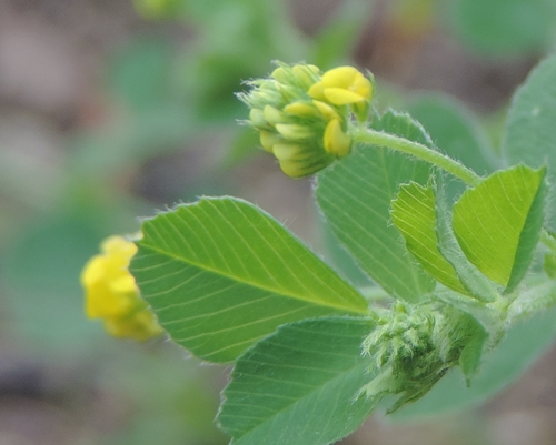 Medicago lupulina